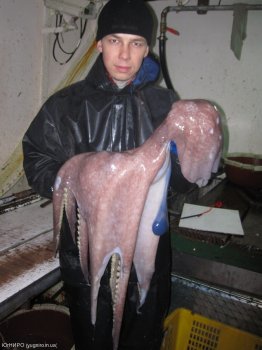 Южный НИИ рыбного хозяйства и океанографии